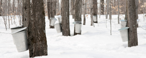 Sugar Bush Trip at CCI Ottawa